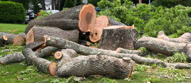 How Our Tree Care Process Works  in  Lafourche Crossing, LA