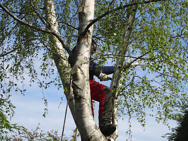 Best Hazardous Tree Removal  in Fourche Crossing, LA